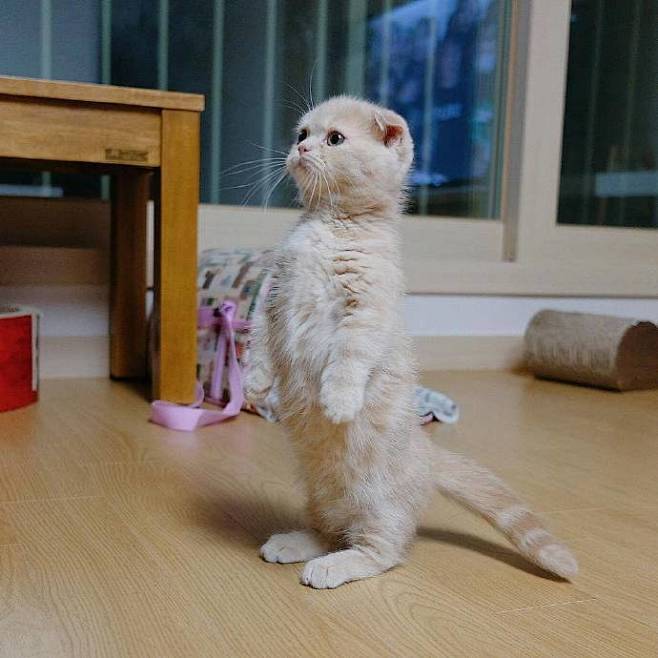 一只喜欢站立的小折耳猫，萌爆惹！ ​​​...