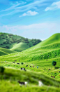 A grassy green field with cows grazing. People planting trees on the hillsides, children playing in the distance. Blue sky and white clouds. Miniature landscape style. Fresh colors, soft lighting, shallow depth of focus. Natural scenery background and blu