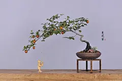 日本原盆老鸦柿
