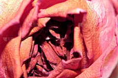 一张黄色的粉红色的干玫瑰和白色背景上的花瓣