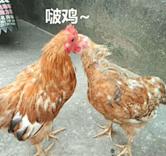77 张鸡表情包祝你鸡年大吉吧！ : 　　鸡年斗图，怎能没有一套鸡表情包？不多说，上图！ 　　1. 怼鸡系列：新年怼人就用它了！ 　　 　　 　　 　　 　　 　　 　　 　　 　　 　　 　　 　　 　　 　　 　　 　　 　　 　　 　　 　　 　　 　　 　　