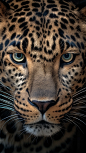 leopard , Nikon Z FX