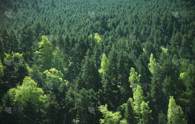茂密的树丛中景观、 森林背景、 性质和环境