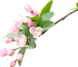 粉色花