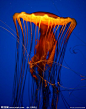 水母摄影图__海洋生物_生物世界_摄影