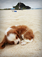 Cavalier King Charles Spaniel at the beach