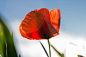 Orange Flower With Green Stem