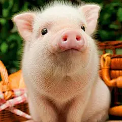 一组超萌的好运猪猪 
愿见者都能过上精致的猪猪生活(￣(●●)￣) 
每张照片都能当壁纸 ​​ ​​​​