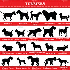 梗犬,矢量,可爱的,纯种犬,背景分离,纺织品,美国斯塔福德犬,狗,站