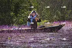 美国、土耳其、滚动紫色的植物 自然 花卉背景 Mac壁纸 快乐的
