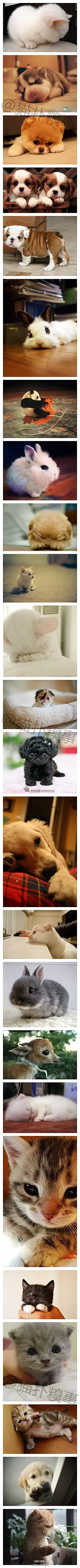 怎一个萌字了得...