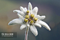 雪绒花 - 搜索结果 - 图虫创意-全球领先正版素材库-Adobe Stock中国区战略合作伙伴
- - - - - - - - - - - - - -
 ——→ 【 率叶插件，让您的花瓣网更好用！】> https://lvyex.com