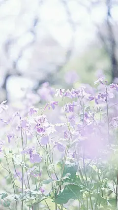 紫色花的世界唯美花朵小清新手机壁纸 #花蕾# #植物#