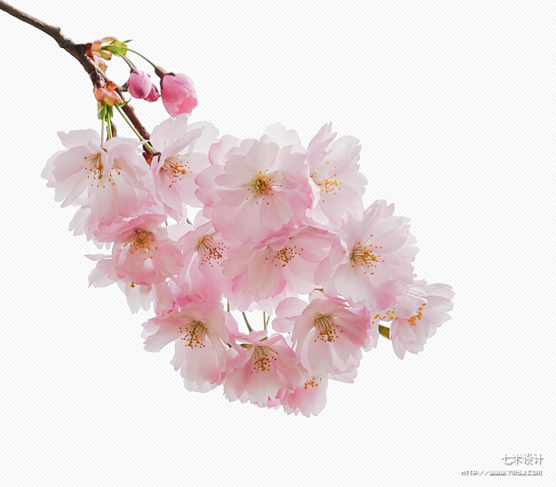 樱花png透明素材七米设计樱花优秀电商设计互动平台www7msjcom