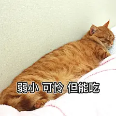 弱小 可怜 但能吃