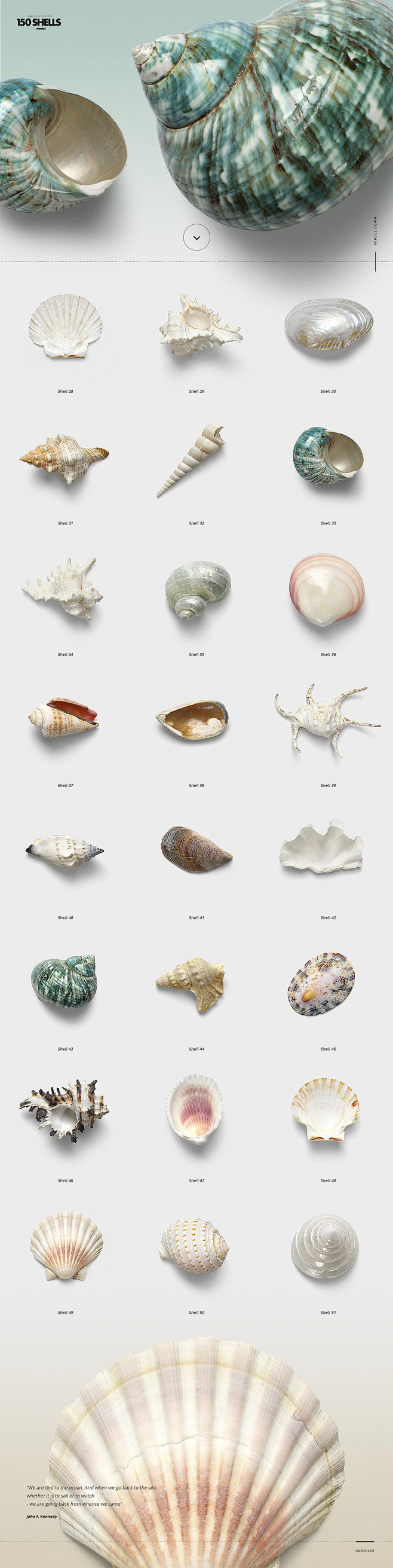 螃蟹珊瑚海洋元素贝壳海螺海星包装海报背景...