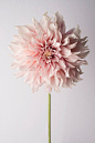 Beautiful flower photography  Floral Still Life by GeorgiannaLane on Etsy