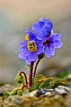 浮途采集到花  唯美