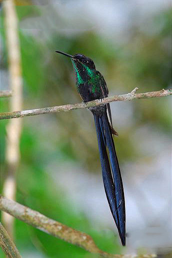 蜂鸟目蜂鸟科剪尾蜂鸟属剪尾蜂鸟