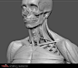 The human body, Tai ji : Hi, everybody, my name is tai chi, based modelling is a teacher, this is I made in the teaching of human anatomy teaching material, selection of part model rendering did not come to share, thank you ！！！
I usually use qq software t