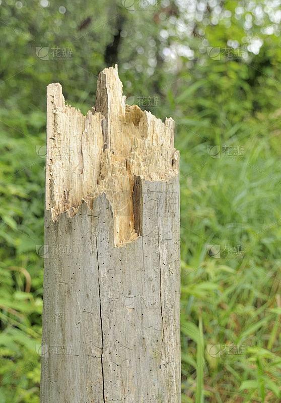 死树