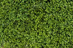 绿色,草,壁纸,自然,水平画幅,纹理效果,无人,草坪,夏天,泰国