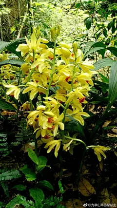 黄花鹤顶兰
