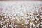 Cotton field in Oakey by Rob D on 500px