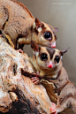 Sugar gliders by Igor Siwanowicz.jpg