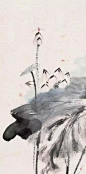 水墨荷花图，美极了