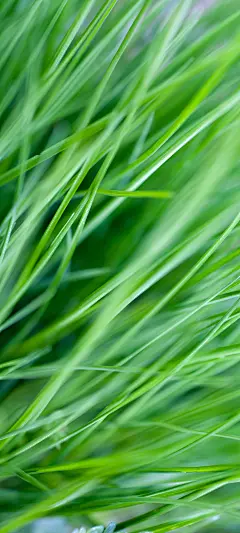护眼绿色植物高清手机壁纸_彼岸手机壁纸