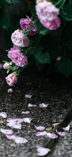 ゞ玍掵の裂縫采集到花