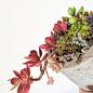 San River 在 Instagram 上发布：“#succulents #garden #gift”
多肉植物