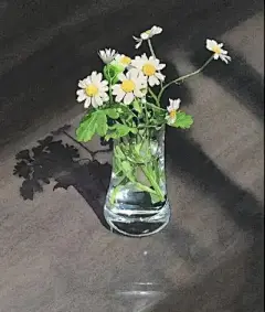 水彩---小雏菊 - 高清图片，堆糖，美图壁纸兴趣社区