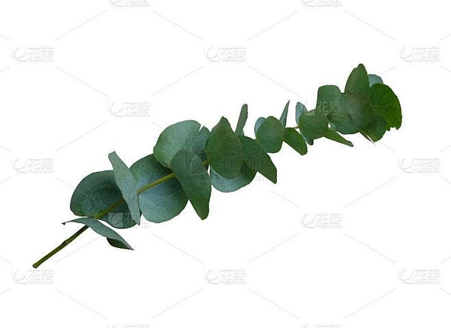 桉树树枝与明亮的绿色叶子特写花卉对象上的白色背景，装饰元素为任何设计素材-花瓣网
