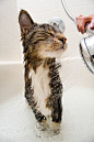 Cat in the bath: 