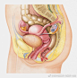 彩铅风格的女性生殖系统 
#论文医学插画欣赏# 
#科学插画# 
#怎样成为医学插画师# ​​​​