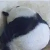 一号水果月饼