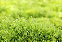 绿草地毯
