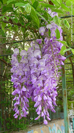 森野先何采集到Garden  plants 