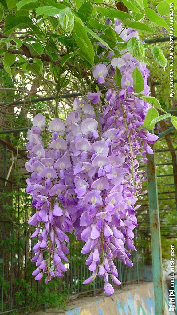 紫藤花