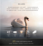 ROYALCOVER/罗卡芙柔软高弹静音95%狮头白鹅绒枕芯 欧博纳鹅绒枕-tmall.com天猫