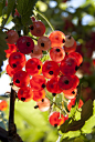 美果共賞丨幻色剔透，五彩繽紛，真假莫辨。鵝莓 Gooseberries ，學名：Ribes uva-crispa，又稱醋栗，北方俗稱燈籠果，是茶藨子科醋栗屬草本植物的一種。