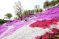 山坡花境