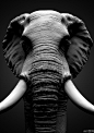 【新提醒】中文图文CG教程_雕刻逼真的非洲象3D模型流程解析中文图文教程 - http://www.cgdream.com.cn