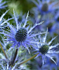 冬青树海花, 芫荽, 植物, 花, 蓝色, 尖尖, 花园, 奇怪, 不寻常