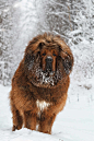 藏地神犬· Tibetan Mastiff