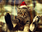 有一种猫咪，叫做圣诞帽子 节日 猫 摄影美图 摄影 圣诞 可爱 photoshop 