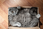 BoxCat by Sergey Krotov on 500px