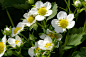 strawberry-flowers-768337_1280